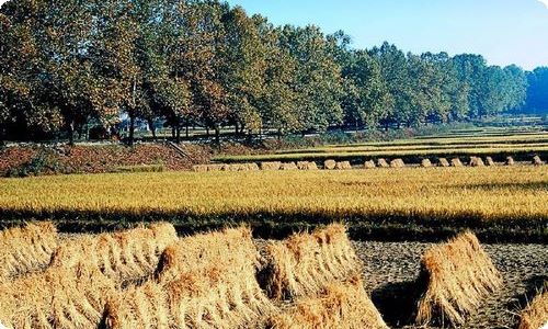 给学校的建议书模板汇总七篇