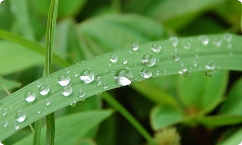 芦荟的功效与作用美容