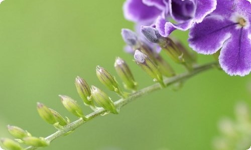 属蛇和属兔合伙做生意好不好