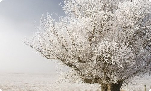 大豆种植收购合同