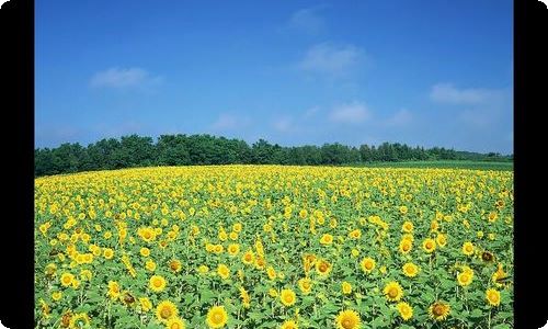 春节期间项目停工方案（精选5篇）