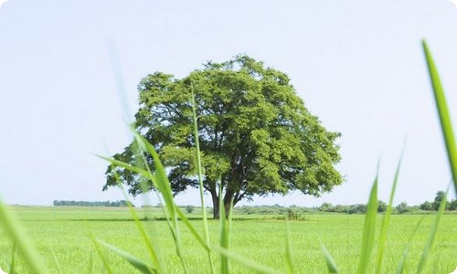 清明写景作文汇编八篇