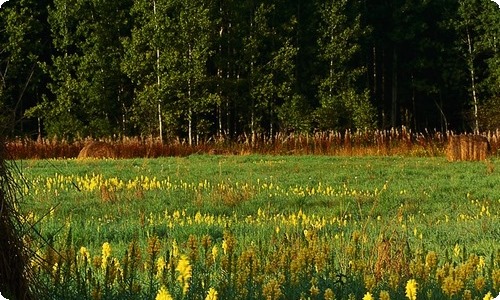 【推荐】重阳节日记