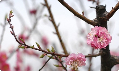 【必备】六一儿童节日记汇编七篇