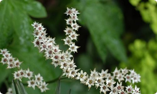 【实用】以春节话题作文集合九篇