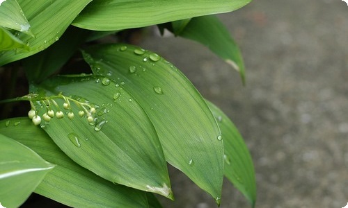 高三主题班会主持稿