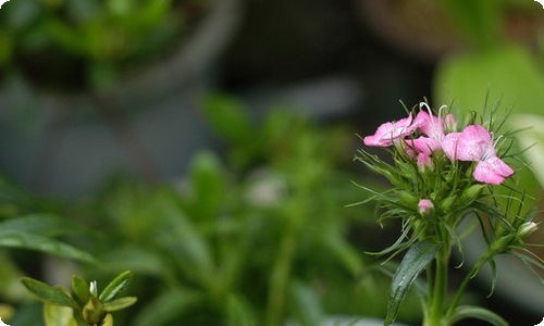 端午节主题活动方案15篇