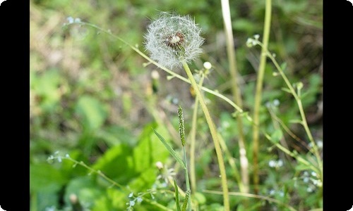 花粉过敏的症状