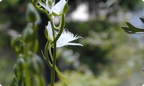 《稻草人》中学生读后感2021