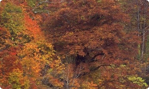 情人道歉信范文汇总10篇