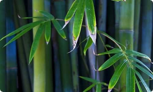 春节趣事高中作文10篇