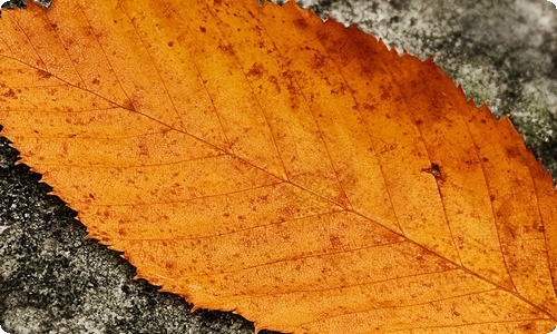 校学生会面试自我介绍范文