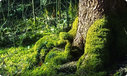 石材采购合同范本