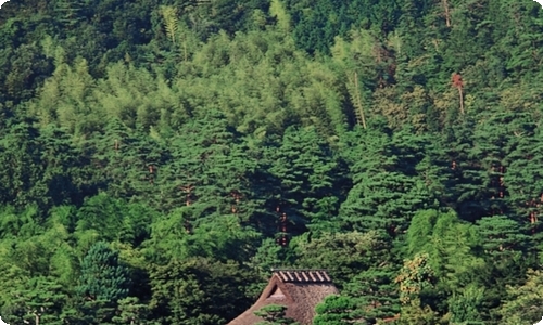 三生三世十里桃花观后感