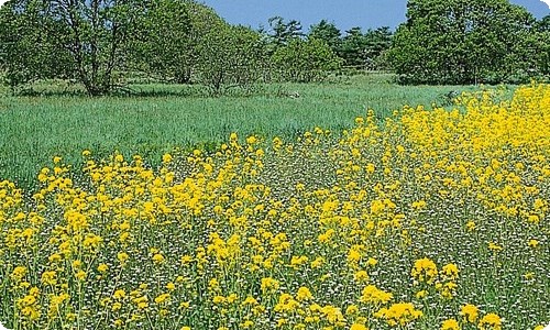 设立节日1