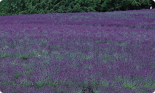 怎样给客户道歉信